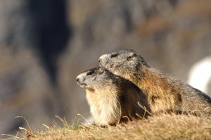 © Wildpark Ferleiten
