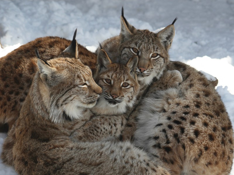 Alpenzoo Innsbruck