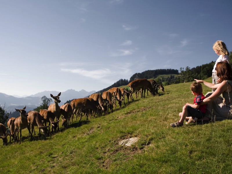 Wildpark Aurach Tirol